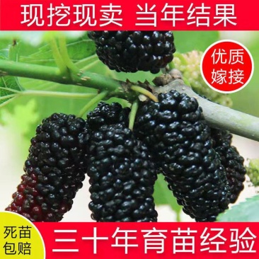 桑树苗无籽大果桑台湾长果桑四季果桑包成活提供技术