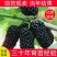 桑树苗无籽大果桑台湾长果桑四季果桑包成活提供技术