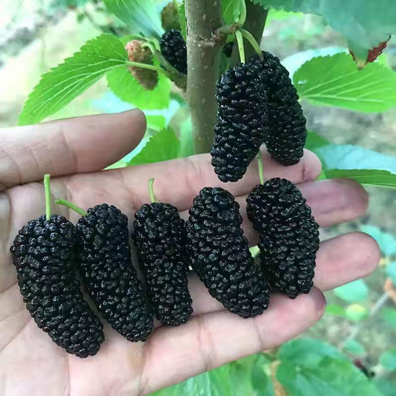 桑树苗无籽大果桑台湾长果桑四季果桑包成活提供技术