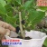 桑树苗无籽大果桑台湾长果桑四季果桑包成活提供技术