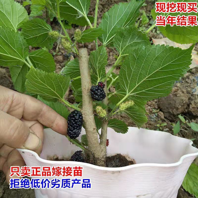 桑树苗无籽大果桑台湾长果桑四季果桑包成活提供技术