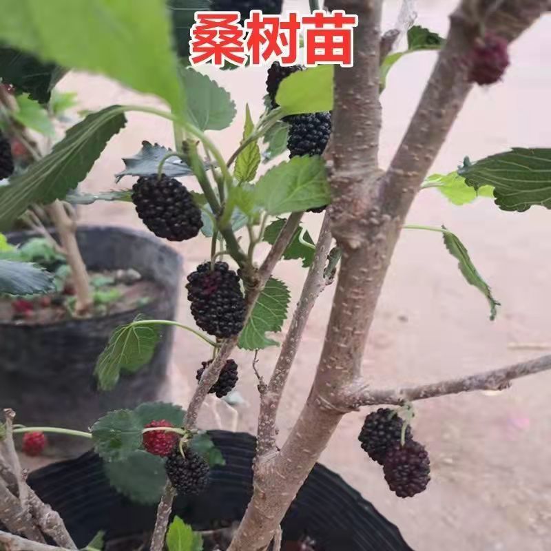 桑树苗无籽大果桑台湾长果桑四季果桑包成活提供技术