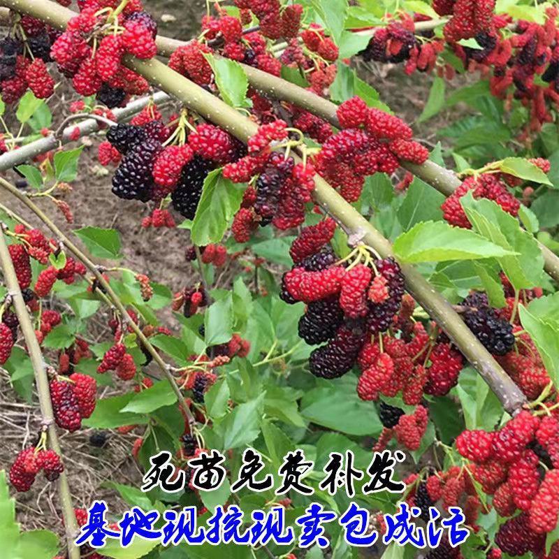 桑树苗无籽大果桑台湾长果桑四季果桑包成活提供技术