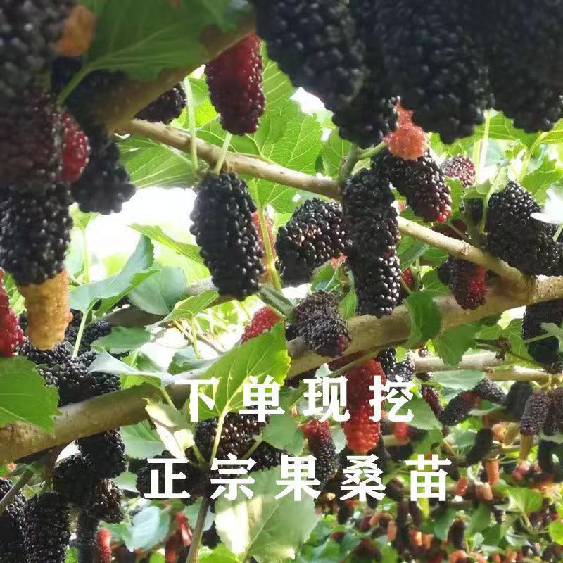 桑树苗无籽大果桑台湾长果桑四季果桑包成活提供技术