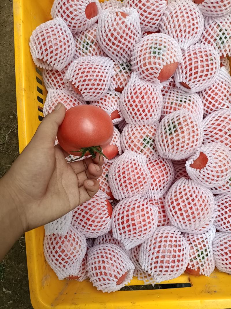 【精品】普罗旺斯水果西红柿新鲜现摘产地直发货源充足