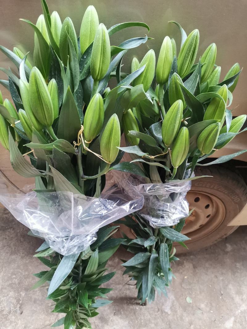 百合鲜切花，产地直发，现摘现发，货源充足