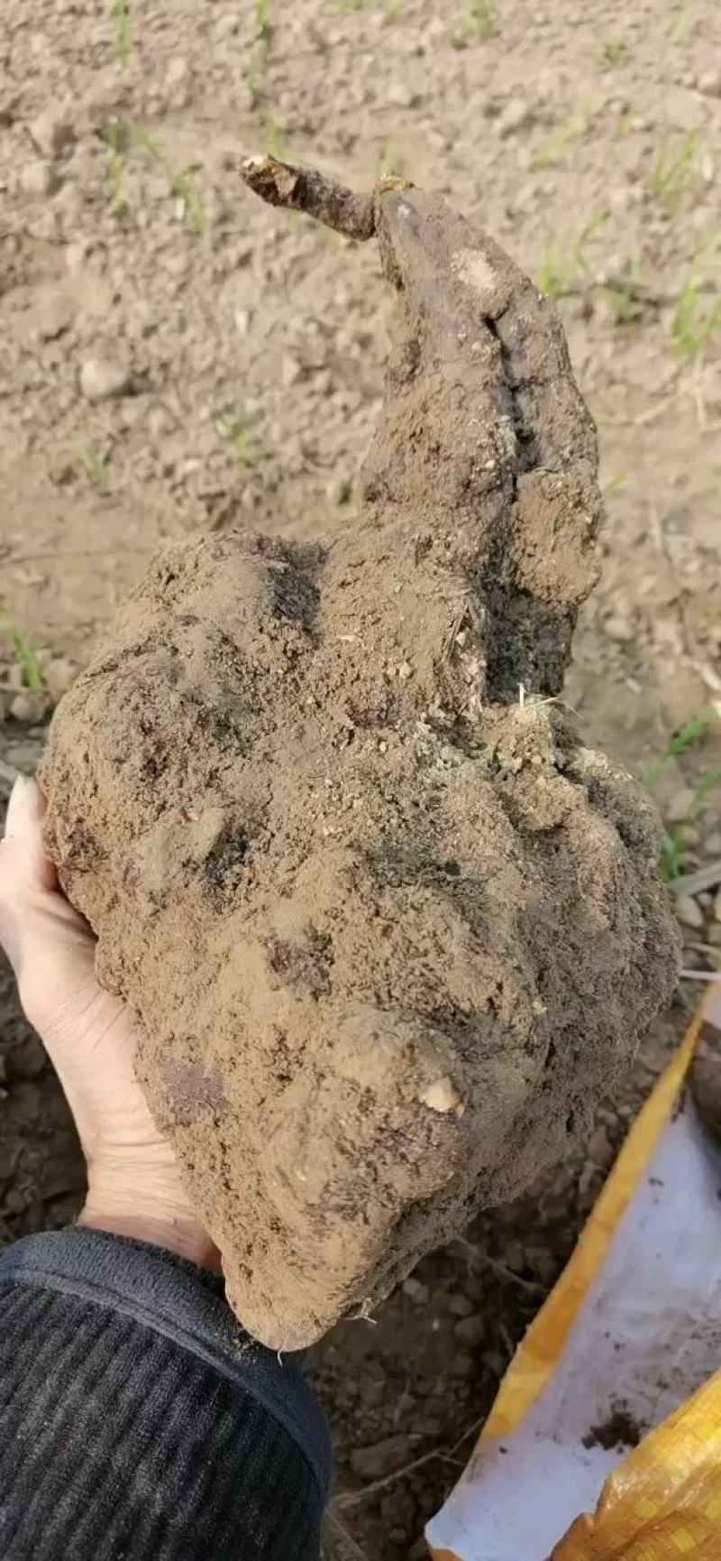 何首乌，何首乌好种植，易管理，个头大，产量高