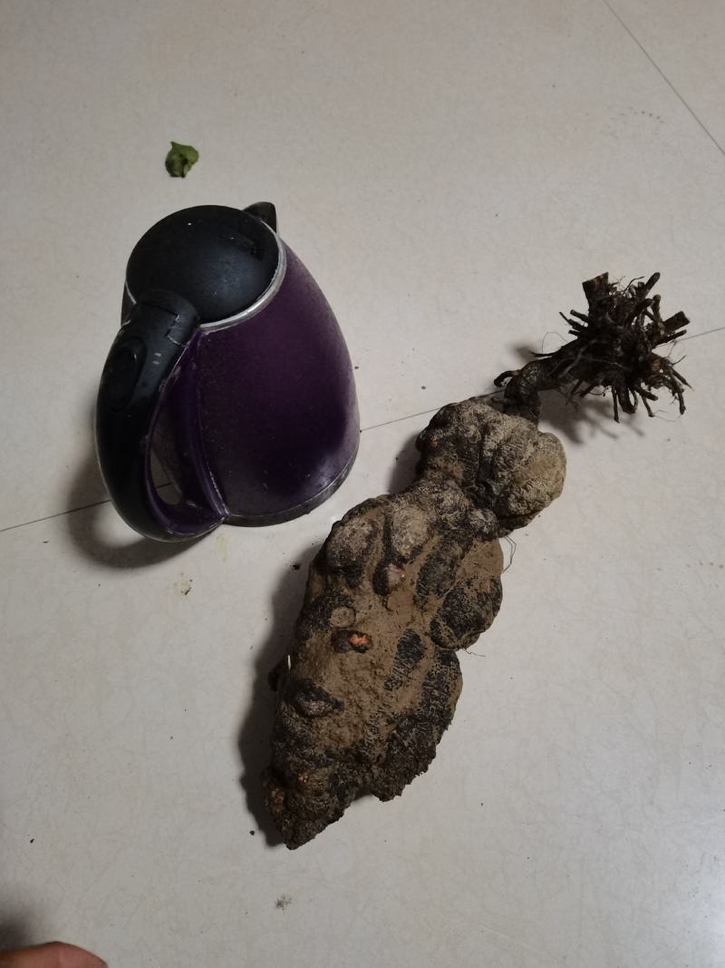 何首乌，何首乌好种植，易管理，个头大，产量高