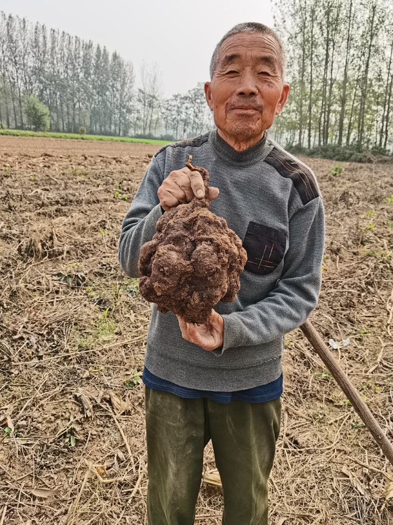 何首乌，何首乌好种植，易管理，个头大，产量高
