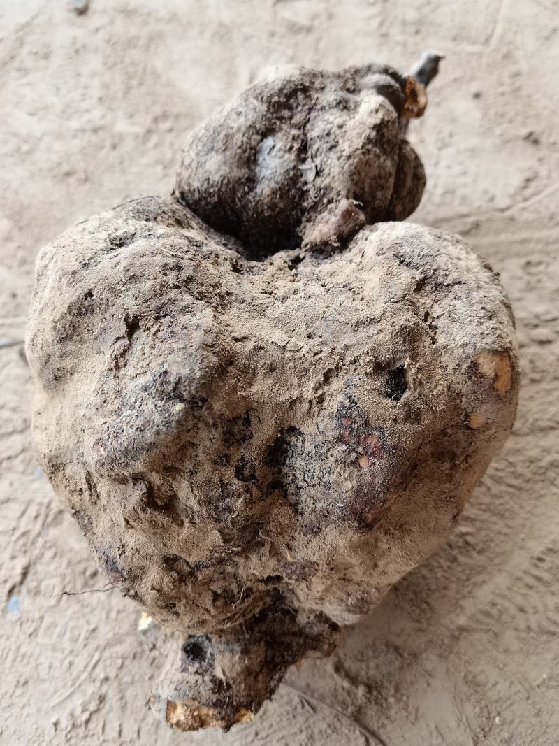 何首乌，何首乌好种植，易管理，个头大，产量高