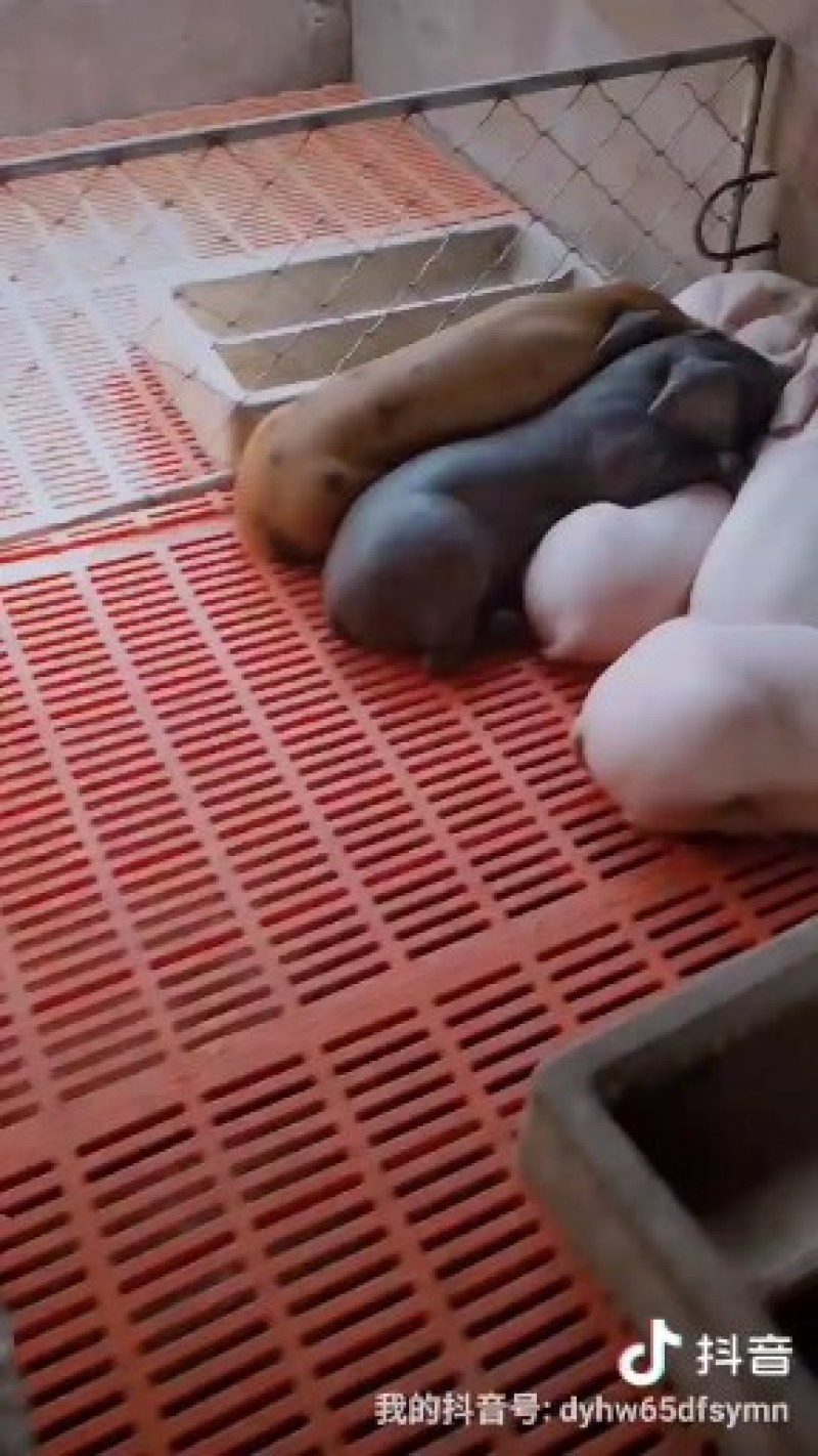 仔猪苗三元仔猪，莱芜黑猪场直销专车运送防疫到位全国发货