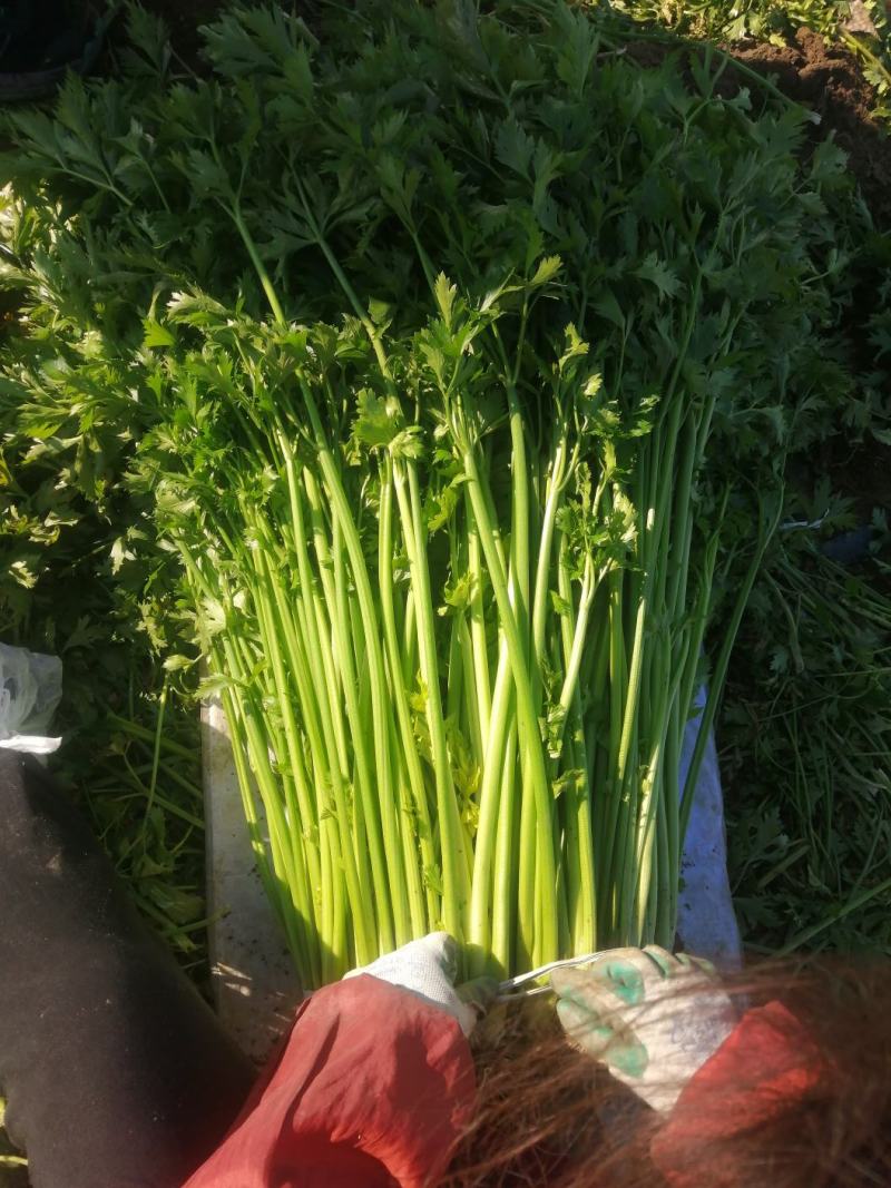 平度马家沟芹菜