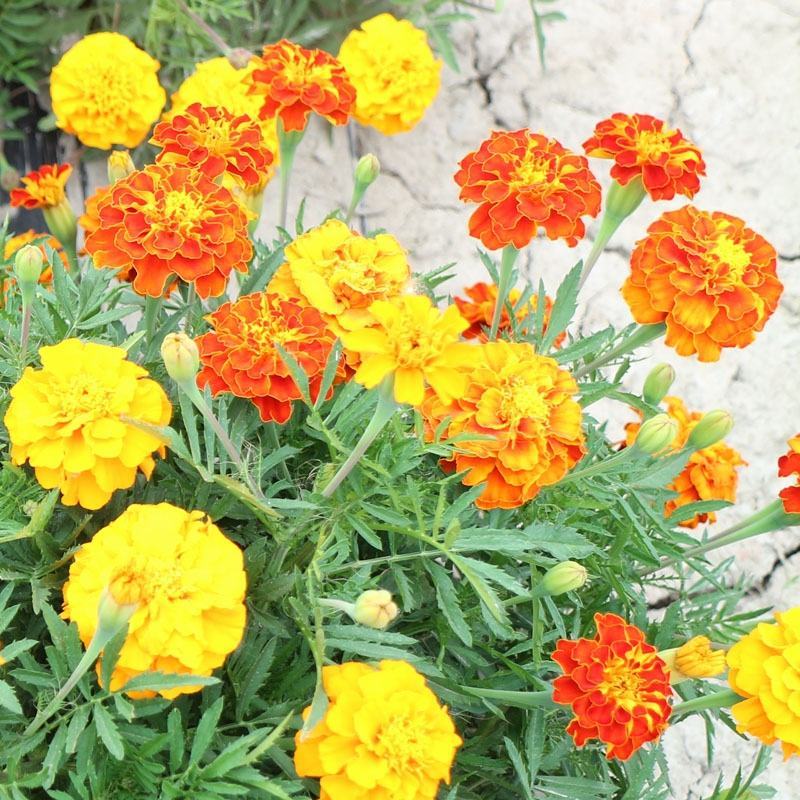 孔雀草花种子混色重瓣草花种子室外景观花卉四季易种花种籽子