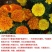 孔雀草花种子混色重瓣草花种子室外景观花卉四季易种花种籽子