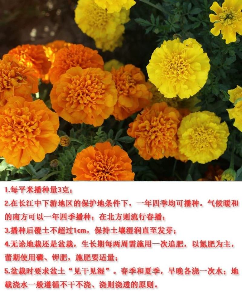 孔雀草花种子混色重瓣草花种子室外景观花卉四季易种花种籽子