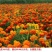 孔雀草花种子混色重瓣草花种子室外景观花卉四季易种花种籽子