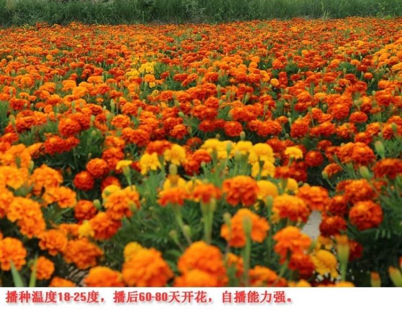 孔雀草花种子混色重瓣草花种子室外景观花卉四季易种花种籽子