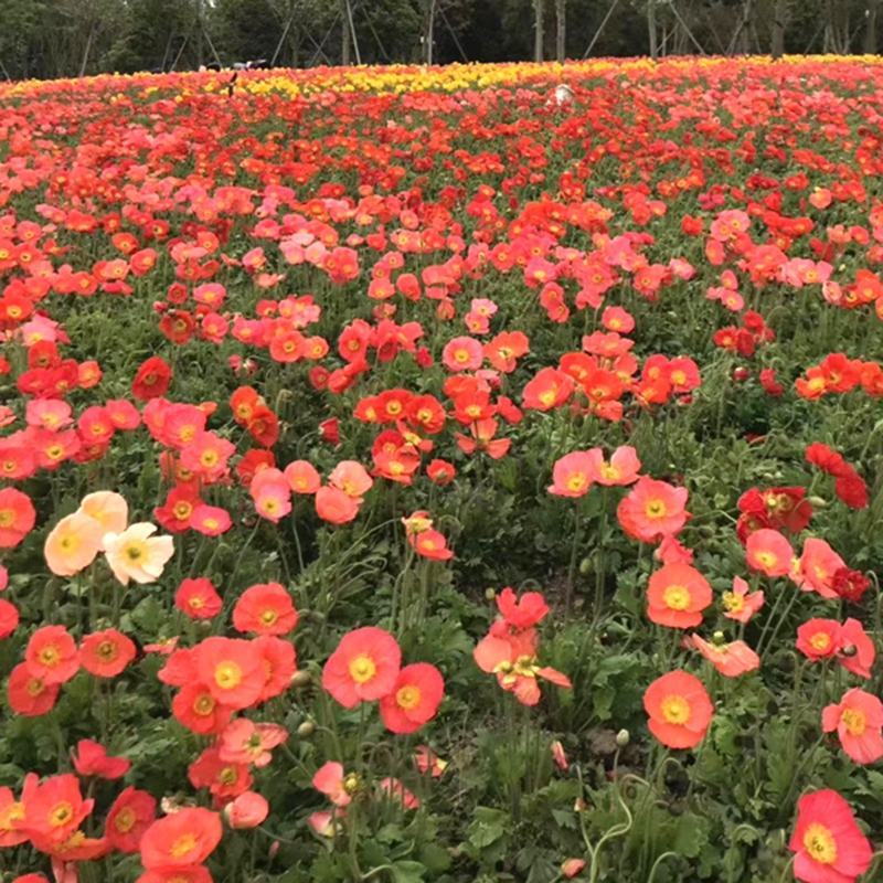 冰岛虞美人花种籽子冬季耐寒开花花种见土就活四季虞美人种子