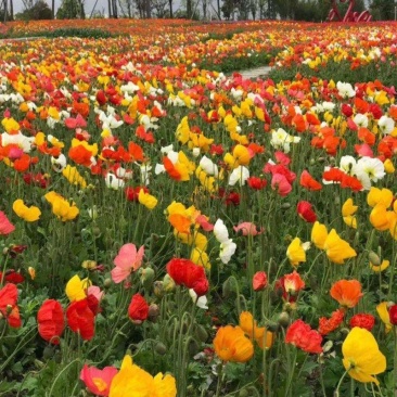 冰岛虞美人花种籽子冬季耐寒开花花种见土就活四季虞美人种子