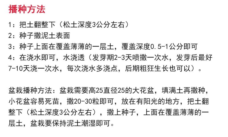 冰岛虞美人花种籽子冬季耐寒开花花种见土就活四季虞美人种子