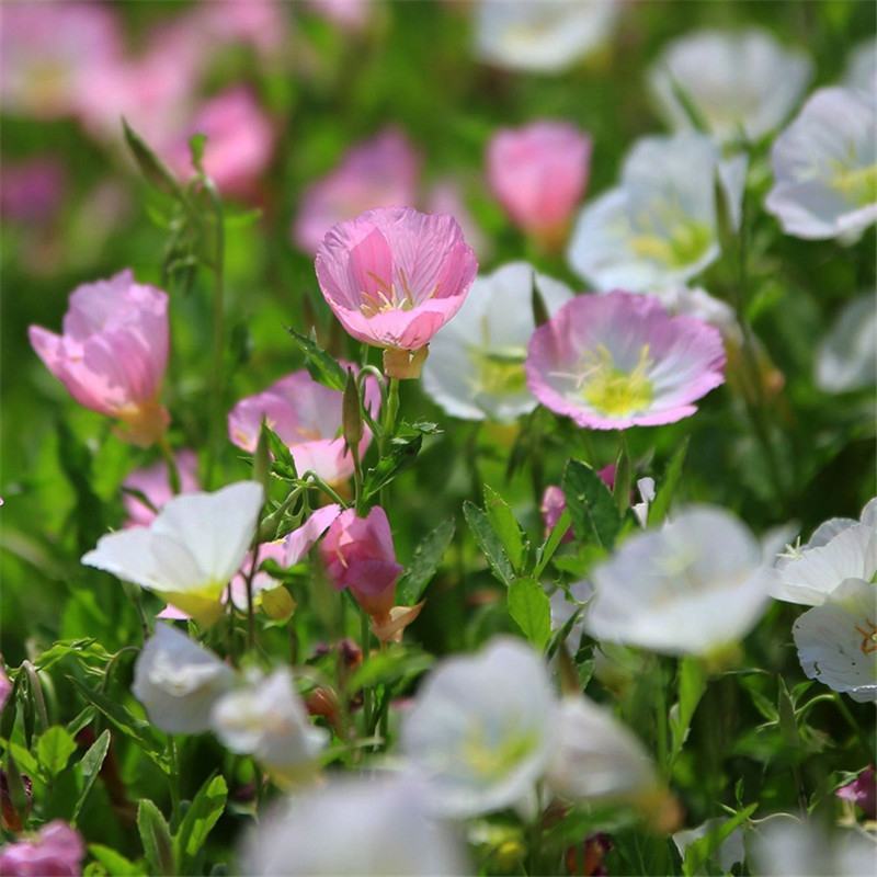 美丽月见草种子多年生四季开花易活室外庭院花卉花种籽子