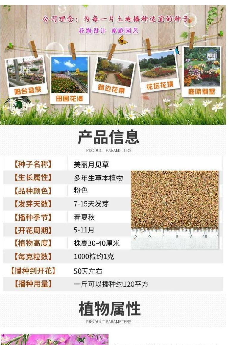 美丽月见草种子多年生四季开花易活室外庭院花卉花种籽子