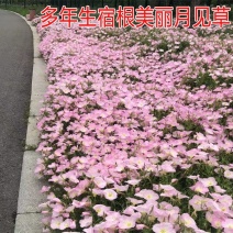 美丽月见草种子多年生四季开花易活室外庭院花卉花种籽子