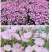 美丽月见草种子多年生四季开花易活室外庭院花卉花种籽子