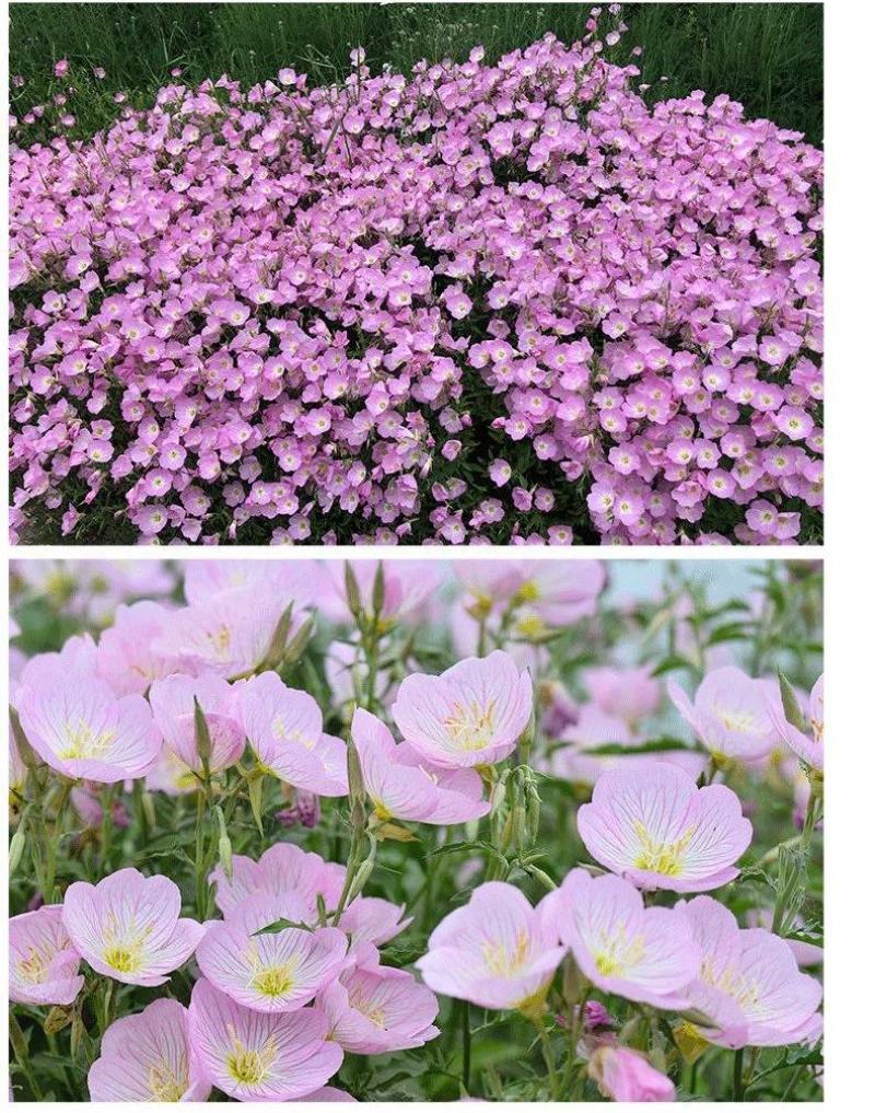 美丽月见草种子多年生四季开花易活室外庭院花卉花种籽子
