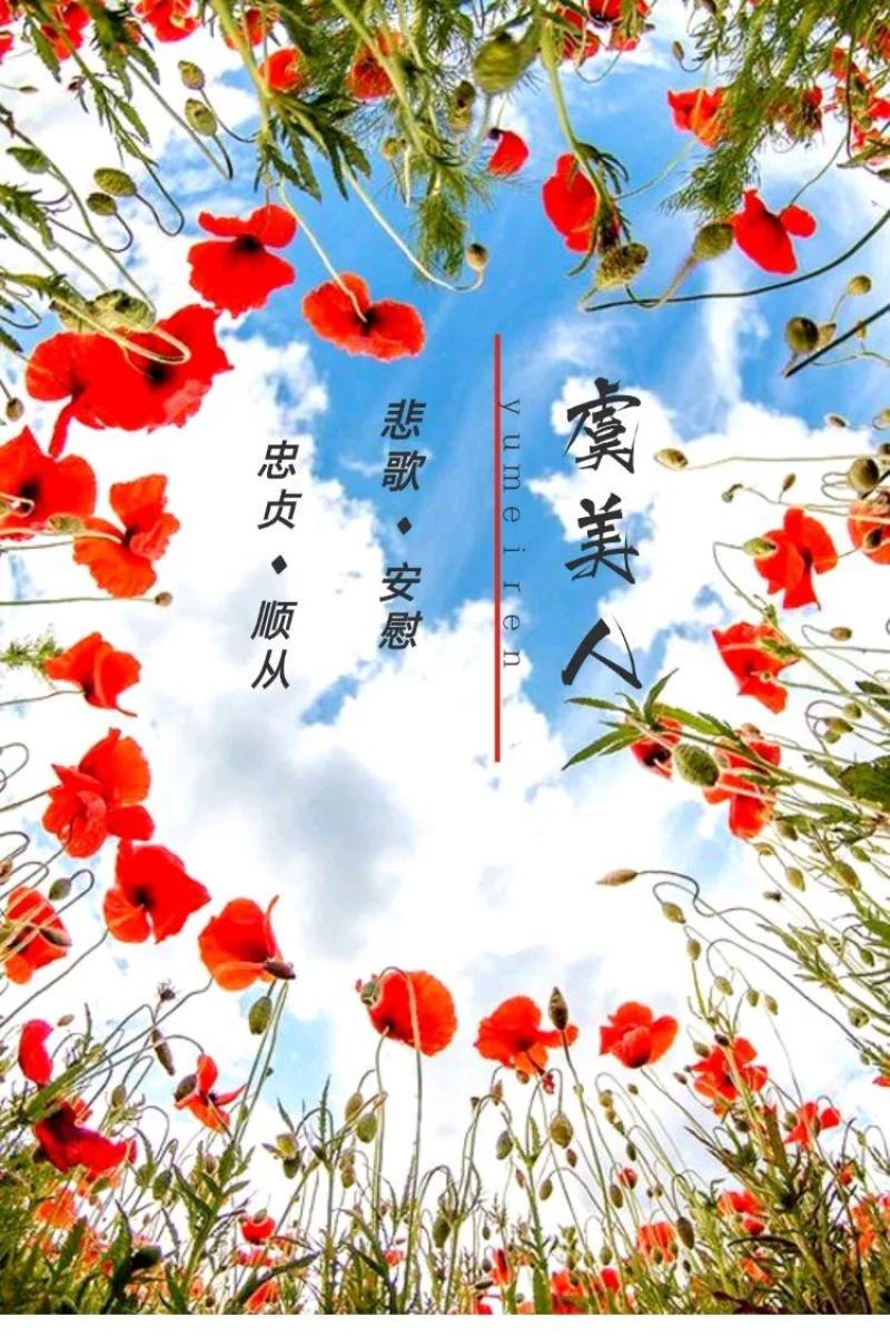 美丽月见草种子多年生四季开花易活室外庭院花卉花种籽子