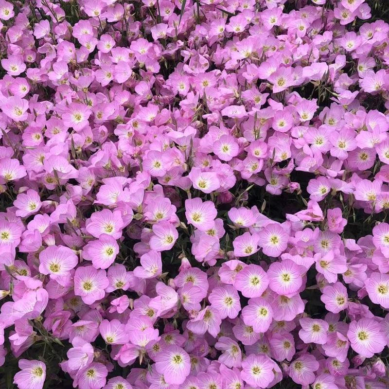 美丽月见草种子多年生四季开花易活室外庭院花卉花种籽子