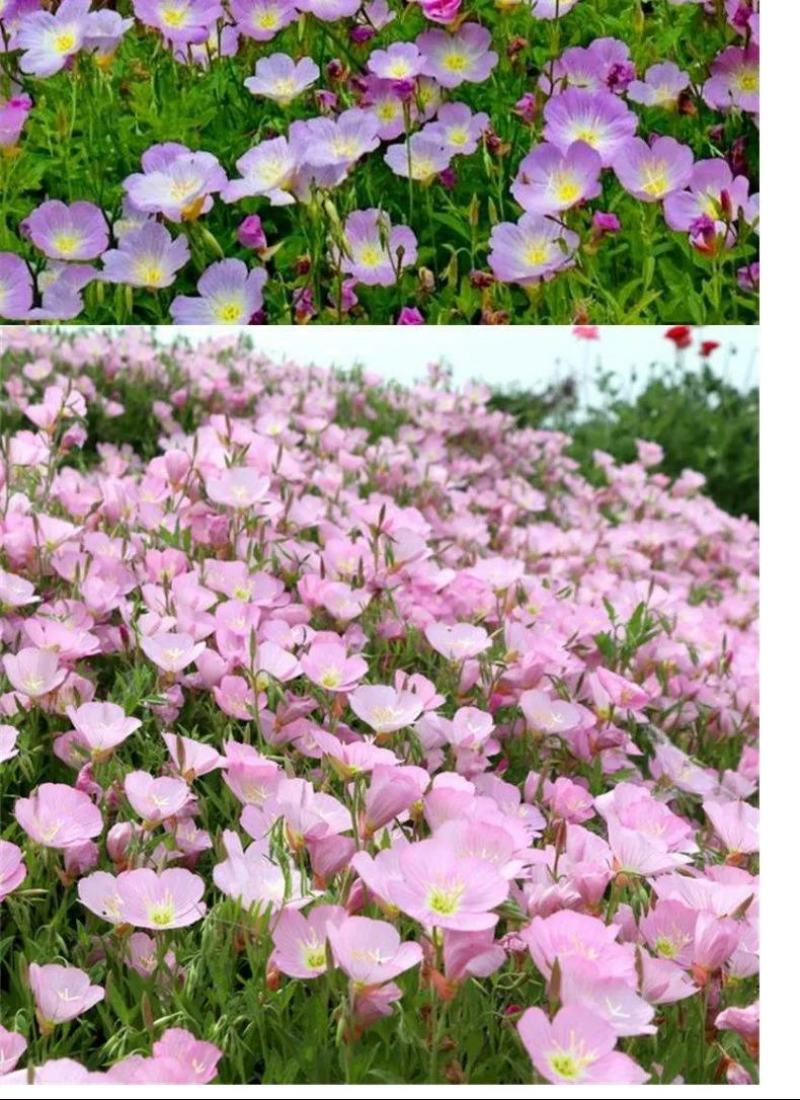 美丽月见草种子多年生四季开花易活室外庭院花卉花种籽子
