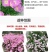 美丽月见草种子多年生四季开花易活室外庭院花卉花种籽子