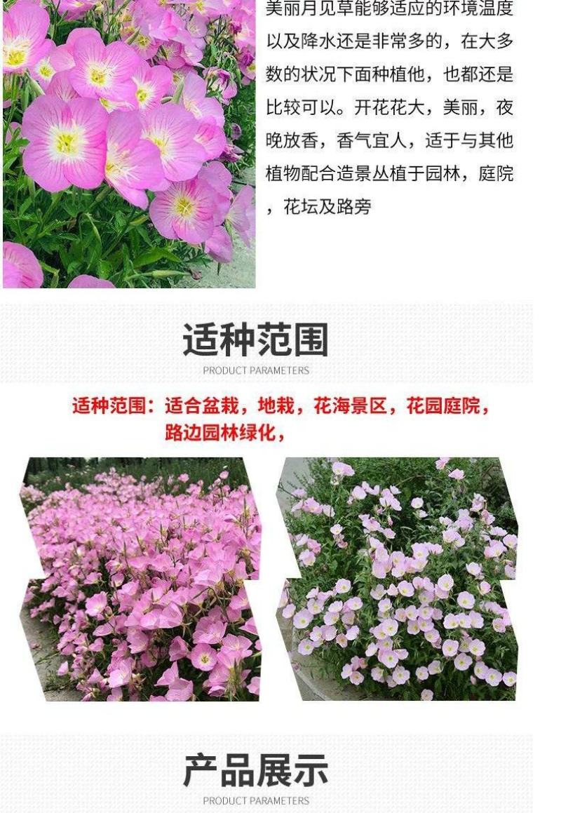 美丽月见草种子多年生四季开花易活室外庭院花卉花种籽子