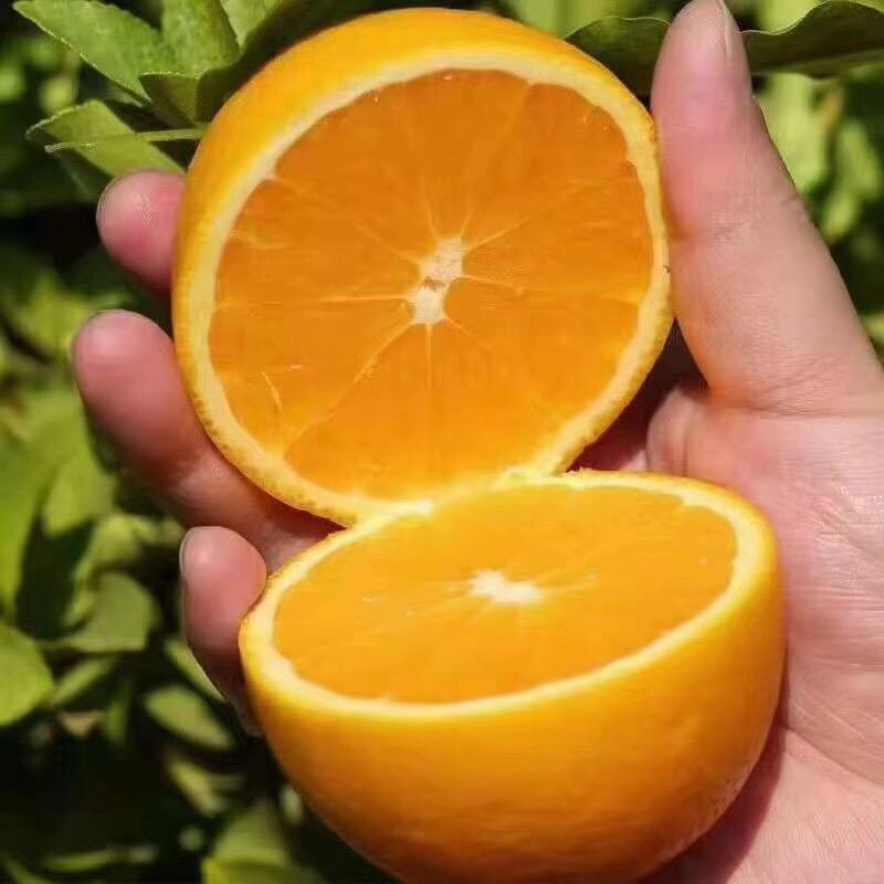 冰糖橙，正宗黔城冰糖橙
