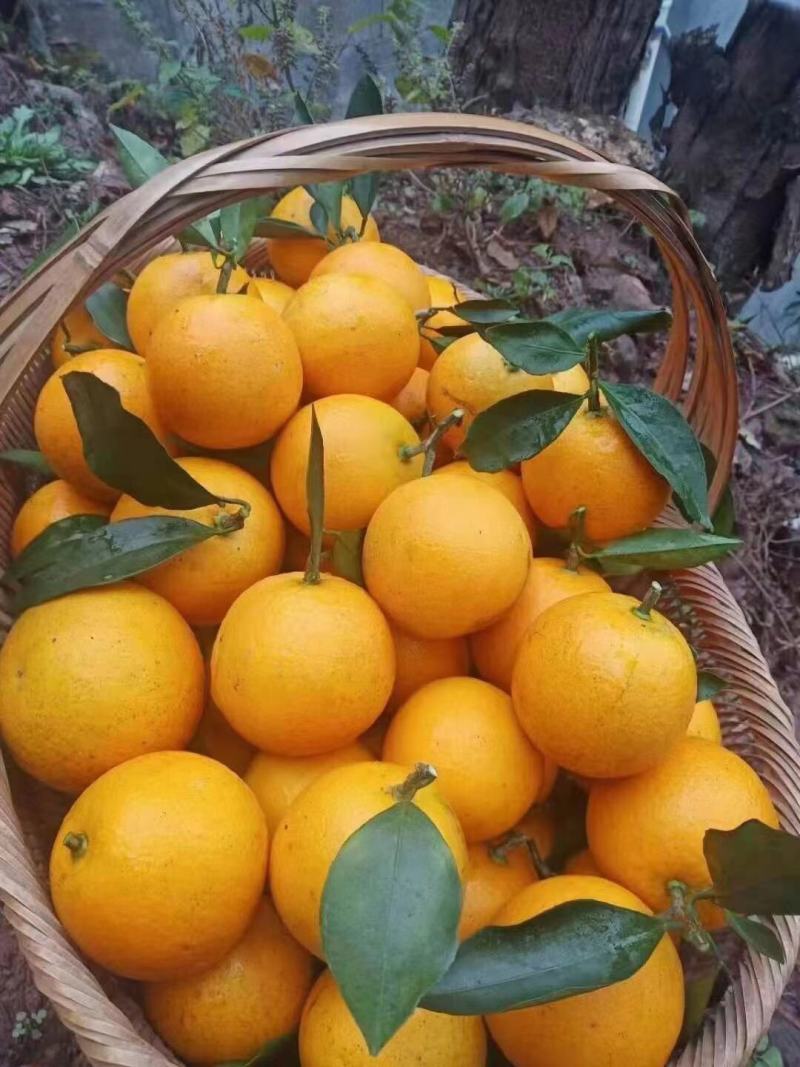 冰糖橙，正宗黔城冰糖橙