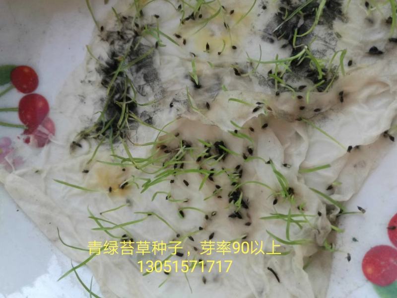 青绿苔草种子