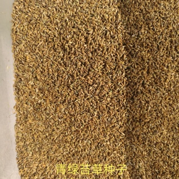 青绿苔草种子