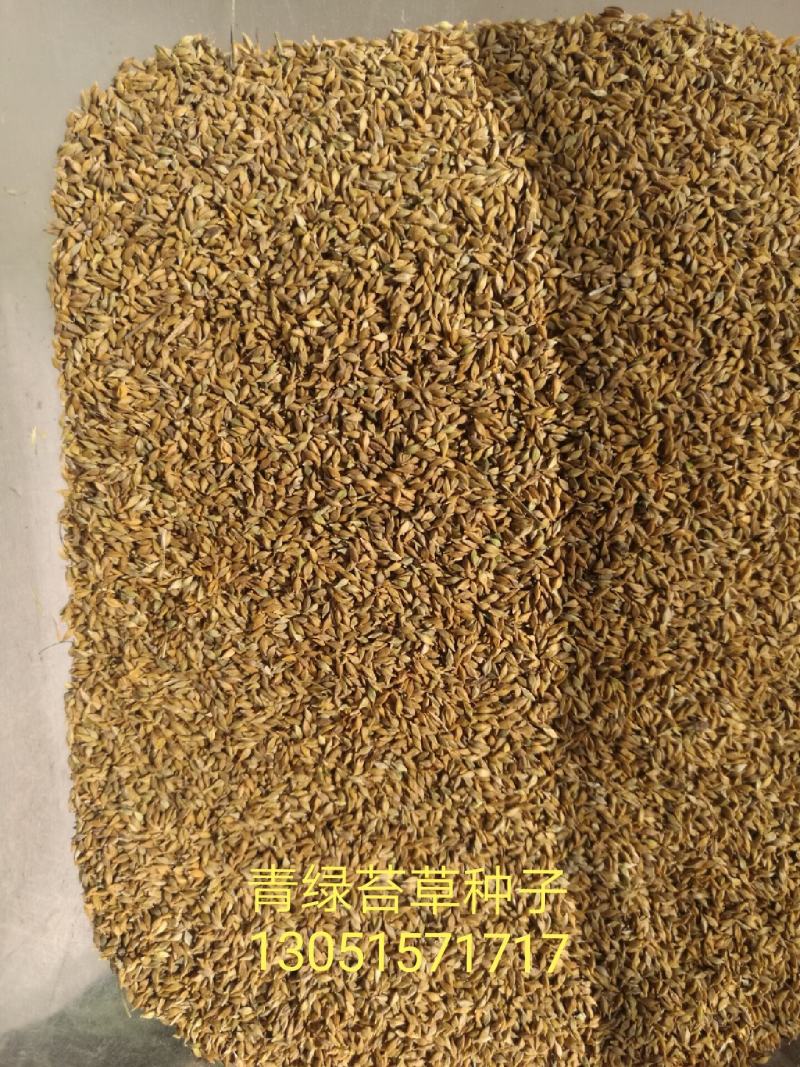 青绿苔草种子
