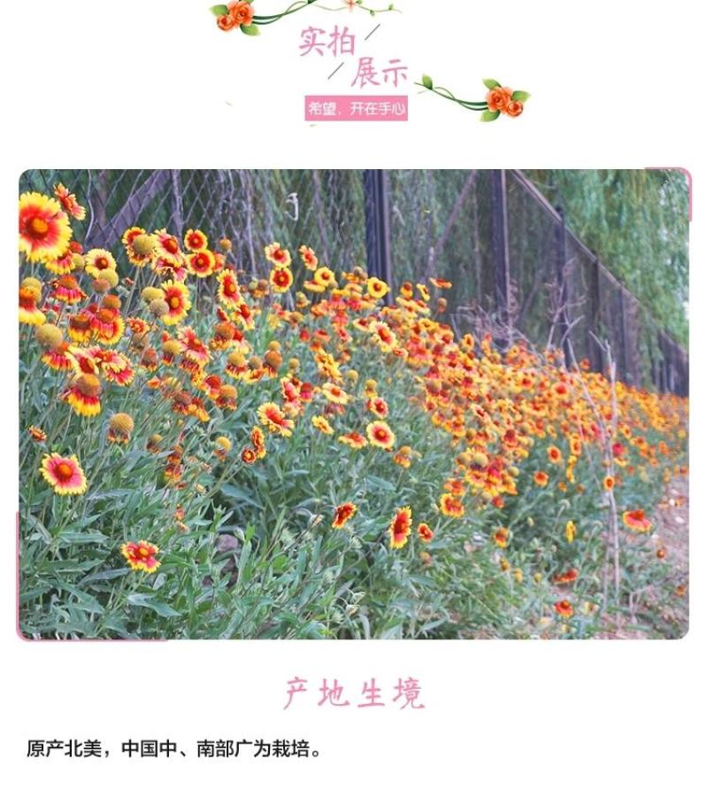 天人菊种子多年生宿根耐寒园林景观绿化花卉园艺花种籽子