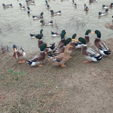160天稻田鸭