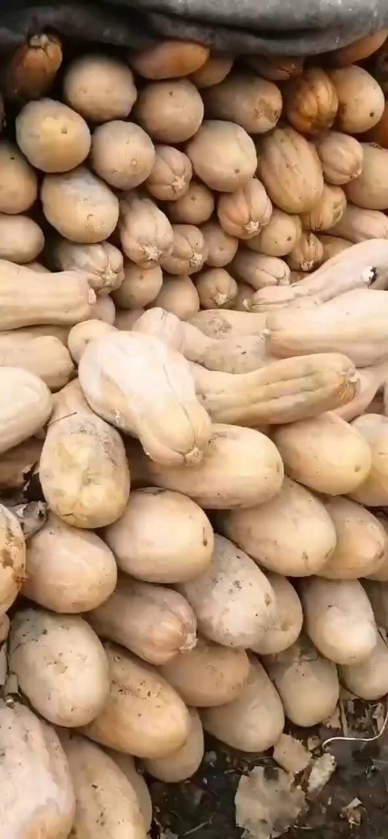 【来电咨询】青南瓜加工厂南瓜量大价格低