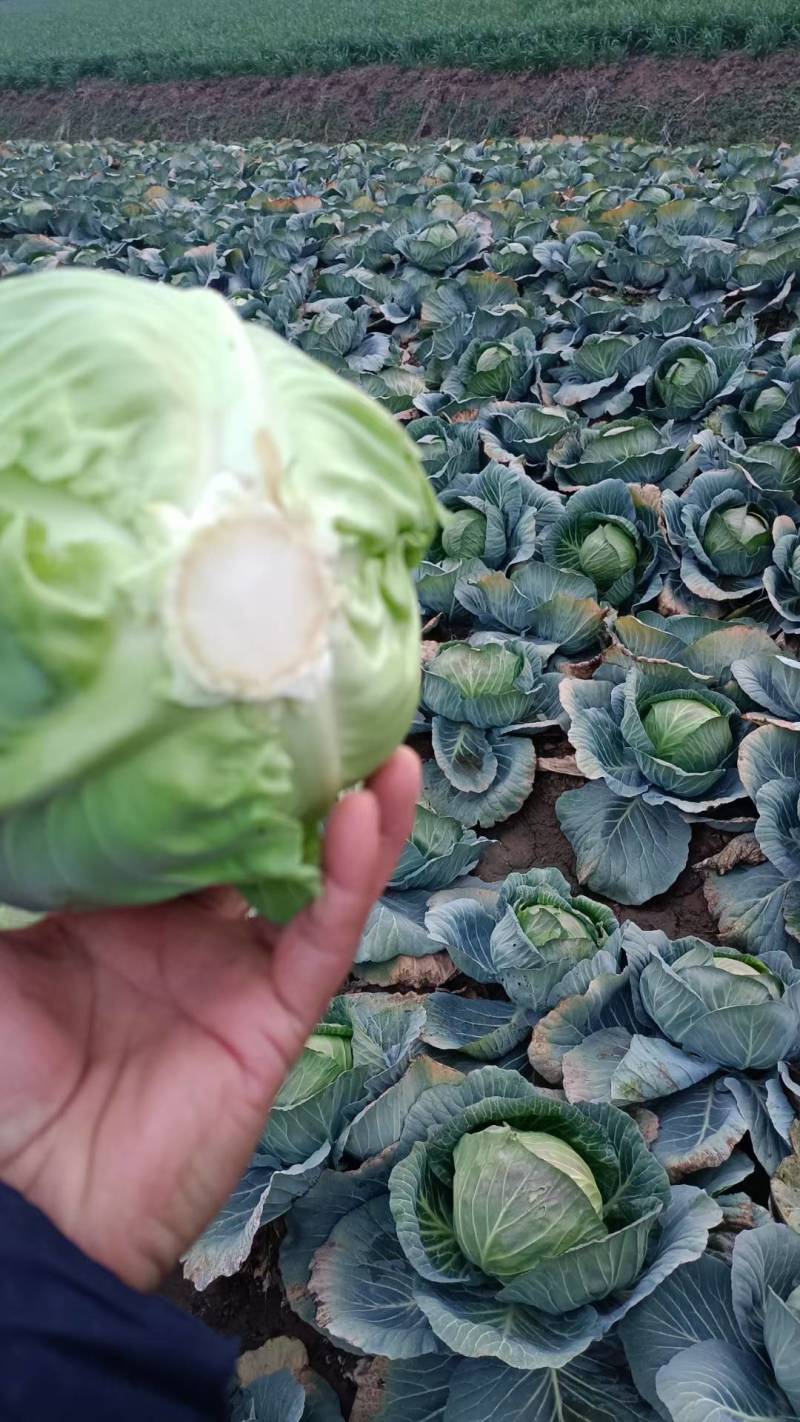 【优选】圆包菜上市，产地直供，大小均匀，质量好，欢迎选购