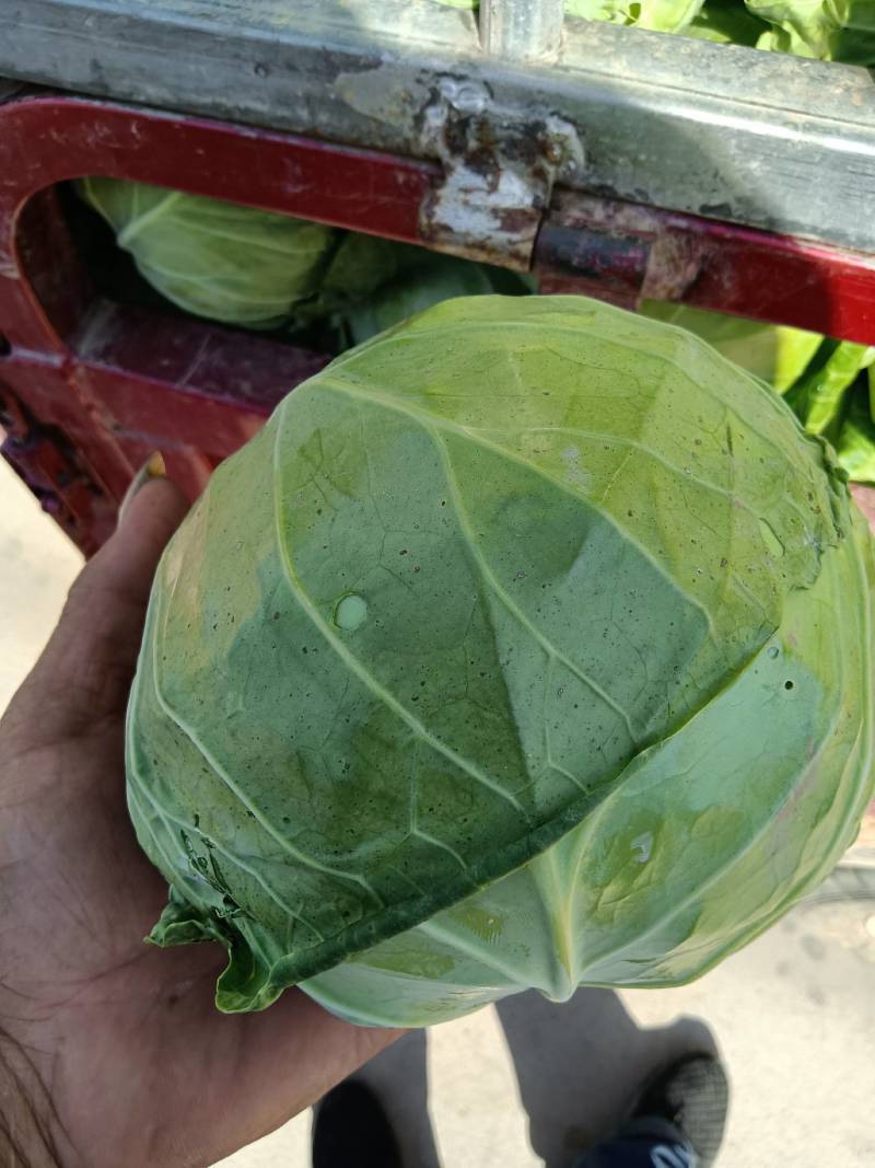 【优选】圆包菜上市，产地直供，大小均匀，质量好，欢迎选购