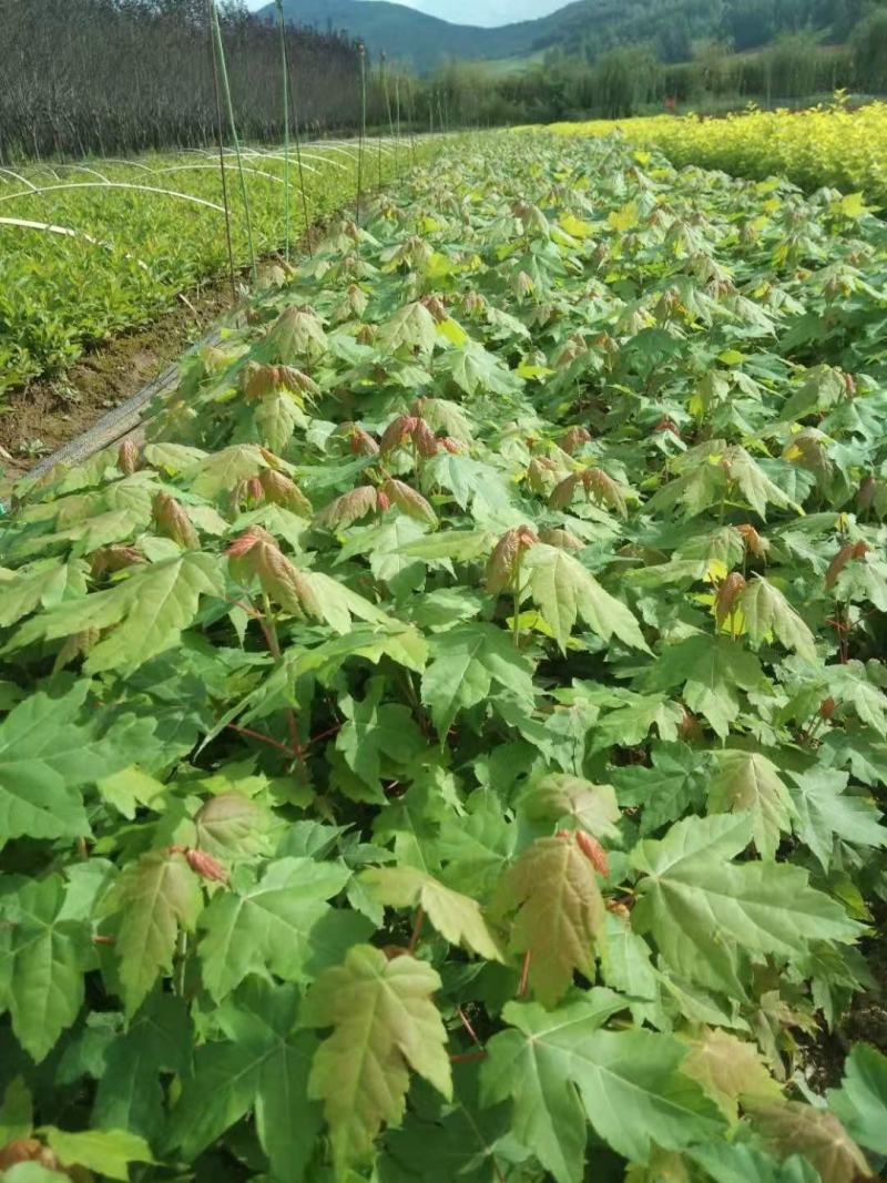 红叶榆叶梅小苗东北百亩小苗种植繁育基地建圃装杯小苗批