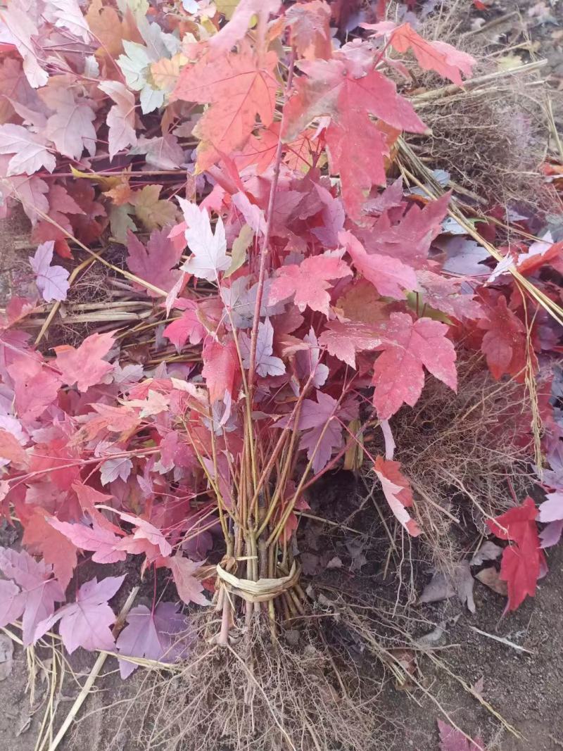 红叶榆叶梅小苗东北百亩小苗种植繁育基地建圃装杯小苗批