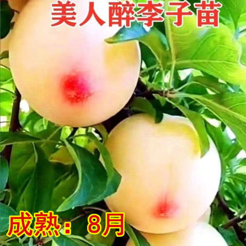 【李子苗】西梅李子苗美人醉西梅品种齐全正宗嫁接苗