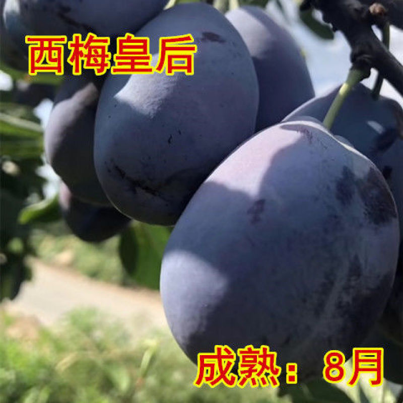 【李子苗】西梅李子苗美人醉西梅品种齐全正宗嫁接苗