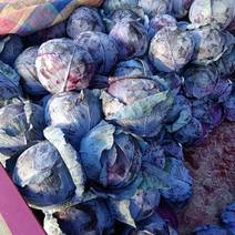 【紫甘蓝】甘蓝大量供应.，产地直供，颜色好，欢迎选购