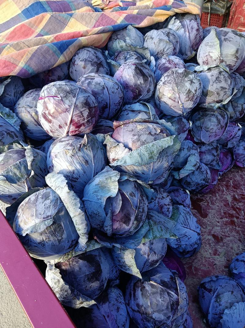 【紫甘蓝】甘蓝大量供应.，产地直供，颜色好，欢迎选购